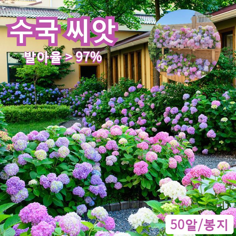 생화 생존율 및 발아율 높다 수국 수국 모종 개화기간이 길고 사계절 개화 가든 플라워, 2개, 수국 씨앗 믹스 컬러 50알